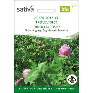 Gründüngung Rotklee - Trifolium pratense -...