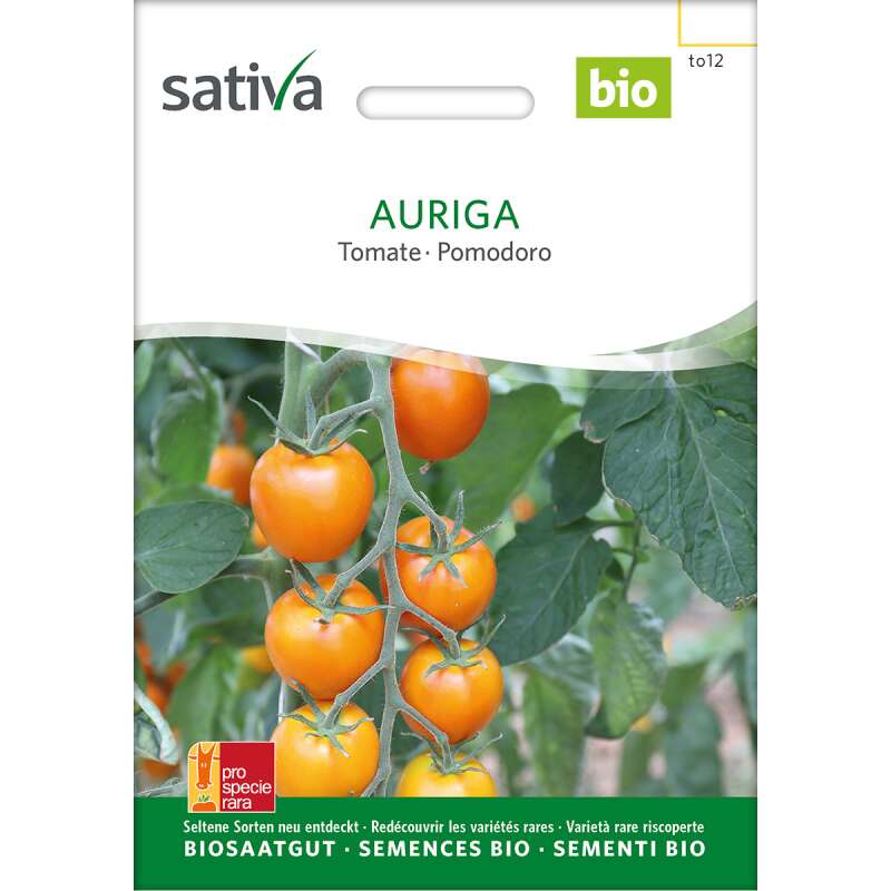 Tomate Auriga - Lycopersicon esculentum - BIOSAMEN