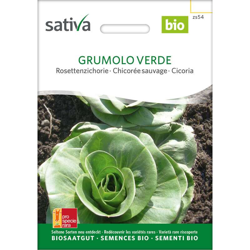 Grumolo, Cicorino verde - Cichorium intybus foliosum - BIOSAMEN