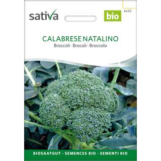 Broccoli Calabrese - Brassica oleracea silvestris  -...