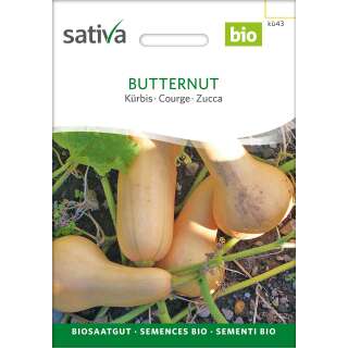 Kürbis Butternut - Cucurbita moschata - BIOSAMEN