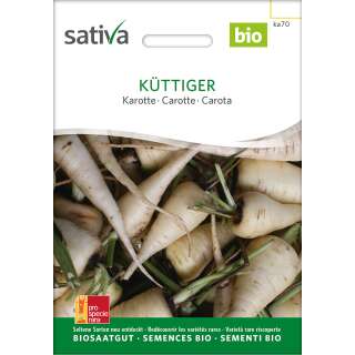 Karotte Küttiger - Daucus carota - BIOSAMEN