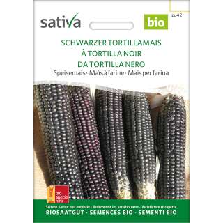 Mais, schwarzer Tortillamais - Zea mays - BIOSAMEN