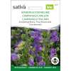 Glockenblume, Marienglockenblume - Campanula medium - BIOSAMEN