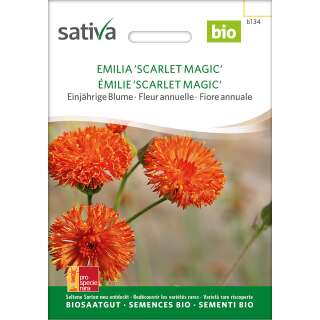 Quastenblume Scarlet Magic - Emilia coccinea - BIOSAMEN