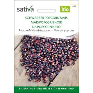 Popcorn Mais, schwarzer - Zea mays - BIOSAMEN