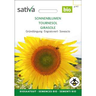 Gründüngung Sonnenblumen - Helianthus annuus  - BIOSAMEN