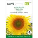 Gründüngung Sonnenblumen - Helianthus annuus  -...