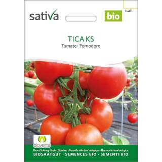 Tomate, resistente Gewächshaustomate Tica - Lycopersicon esculentum  - BIOSAMEN