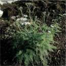 Schafgarbe - Achillea millefolium - Samen  - Demeter...
