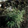 Schafgarbe - Achillea millefolium - Samen  - Demeter biologische Samen