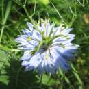 Jungfer im Grünen - Nigella damascena -  Demeter biologische Samen