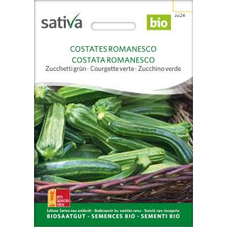 Zucchetti Costata Romanesco - Cucurbita pepo- BIOSAMEN