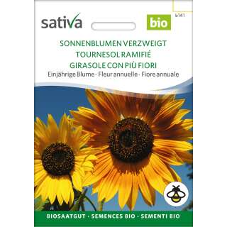 Sonnenblume, gemischt verzweigt - Helianthus annuus  -...