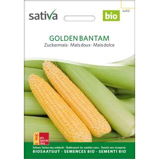 Zuckermais Golden Bantam - Zea mays  - BIOSAMEN