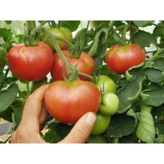 Tomate Berner Rosen - Lycopersicon esculentum - Demeter...