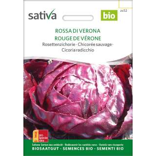 Chicoree Rossa Verona - Cichorium intybus  - BIOSAMEN