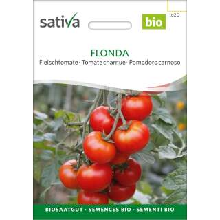 Tomate Flonda - Lycopersicon esculentum  - BIOSAMEN