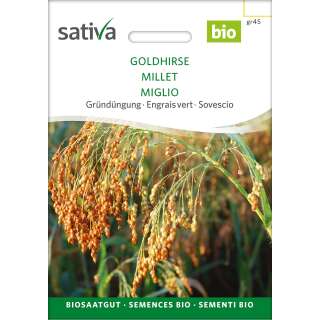 Gründüngung GOLDHIRSE  - Panicum miliaceum -...