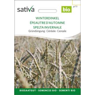 Getreide Winterdinkel - Triticum spelta - BIOSAMEN