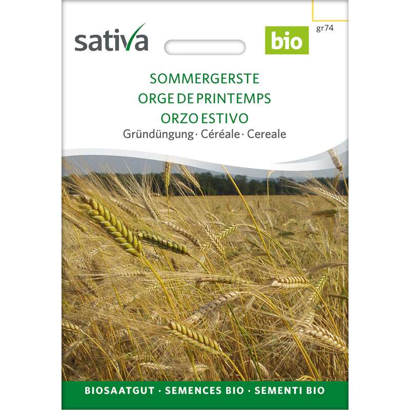 Getreide Sommergerste - Hordeum vulgare - BIOSAMEN