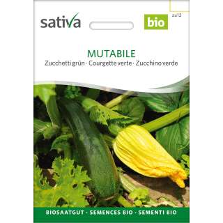 Zucchetti, Zucchini, grün Mutabile - Cucurbita pepo  - BIOSAMEN