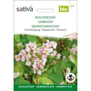 Gründüngung Buchweizen - Fagopyrum esculentum  - BIOSAMEN