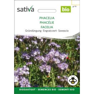 Gründüngung Phacelia - Phacelia tanacetifolia...