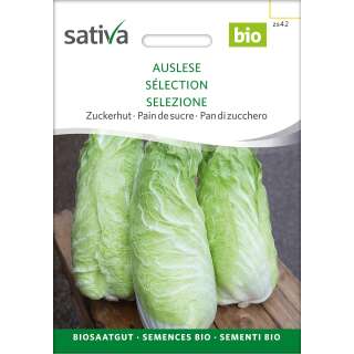 Zuckerhut Auslese - Cichorium endivia  - BIOSAMEN