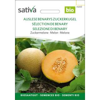 Zuckermelone Auslese (Benarys Zuckerkugel) - Cucumis melo...