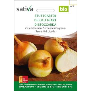 Zwiebel Stuttgarter - Allium cepa  - BIOSAMEN