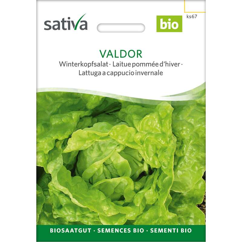Kopfsalat, Winterkopfsalat Valdor - Lactuca sativa  - BIOSAMEN