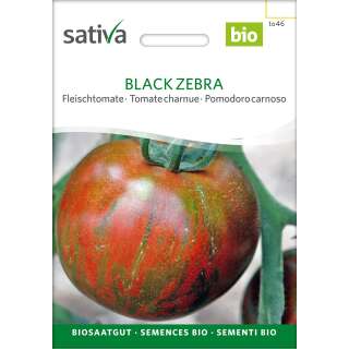 Tomate Black Zebra - Lycopersicon esculentum  - BIOSAMEN