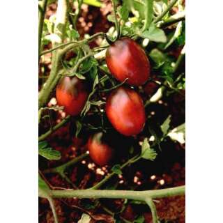 Tomate Black Plum - Lycopersicon esculentum - Demeter biologische Samen