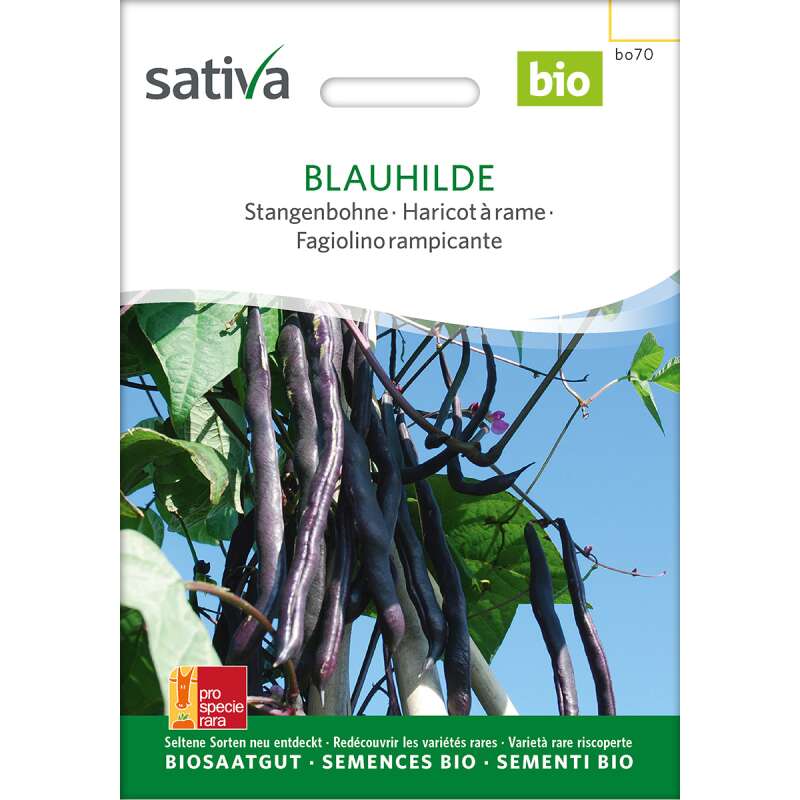 Stangenbohne Blauhilde - Phaseolus vulgaris  - BIOSAMEN