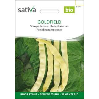 Stangenbohne Goldfield - Phaseolus vulgaris - BIOSAMEN