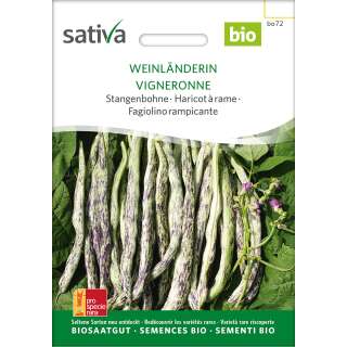 Stangenbohne Weinländerin - Phaseolus vulgaris - BIOSAMEN