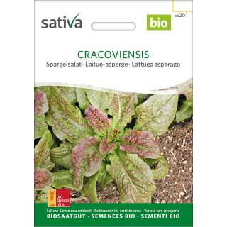 Spargelsalat Cracoviensis - Lactuca sativa- BIOSAMEN