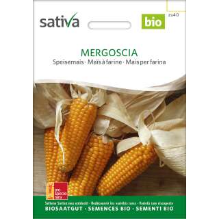 Speisemais Mergoscia - Zea mays - BIOSAMEN