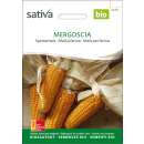 Speisemais Mergoscia - Zea mays - BIOSAMEN