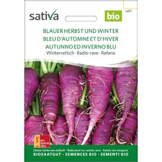 Rettich Blauer Herbst und Winter - Raphanus sativus  -...