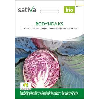 Rotkabis, Rotkohl Rodynda - Brassica oleracea capitata  - BIOSAMEN