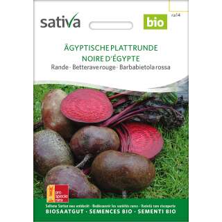 Rande, Rote Bete Ägyptische Plattrunde - Beta vulgaris conditiva- BIOSAMEN