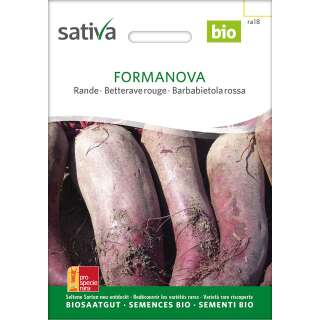 Rande, Rote Bete Formanova - Beta vulgaris conditiva  - BIOSAMEN