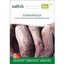 Rande, Rote Bete Formanova - Beta vulgaris conditiva  - BIOSAMEN