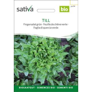 Pflücksalat, grün Till - Lactuca sativa  - BIOSAMEN