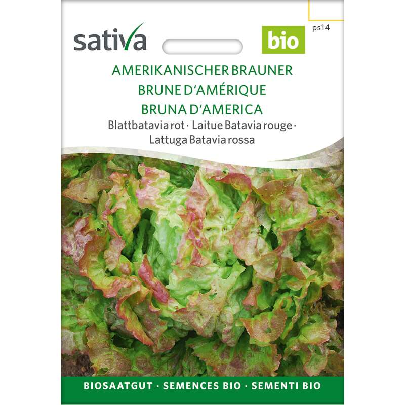 Pflücksalat, rot Amerikanischer Brauner - Lactuca sativa- BIOSAMEN