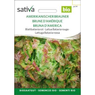 Pflücksalat, rot Amerikanischer Brauner - Lactuca...