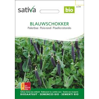 Palerbse Blauwschokker - Pisum sativum- BIOSAMEN