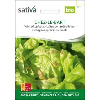 Winterkopfsalat, Freiland Chez-le-bart - Lactuca sativa- BIOSAMEN